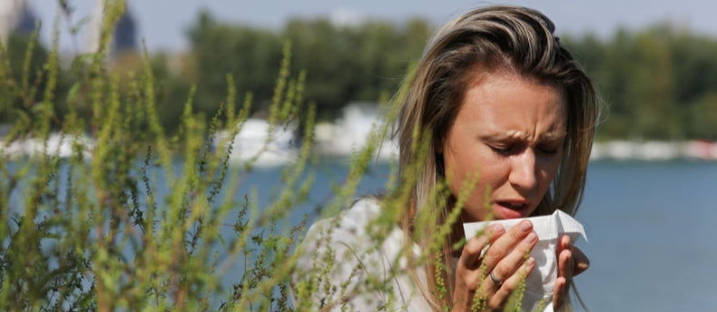 Air Purifiers Help Allergy-Sufferers Breathe Easier During Ragweed Season