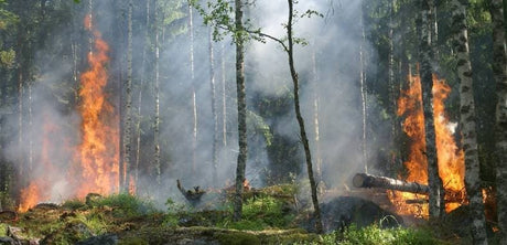 Best Air Purifiers for Wildfire Smoke (2025)