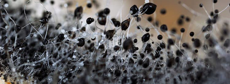 Mold Dangers in Mobile Homes