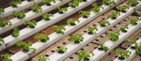 Grow Room Controllers: What Are They and Why You Need Them