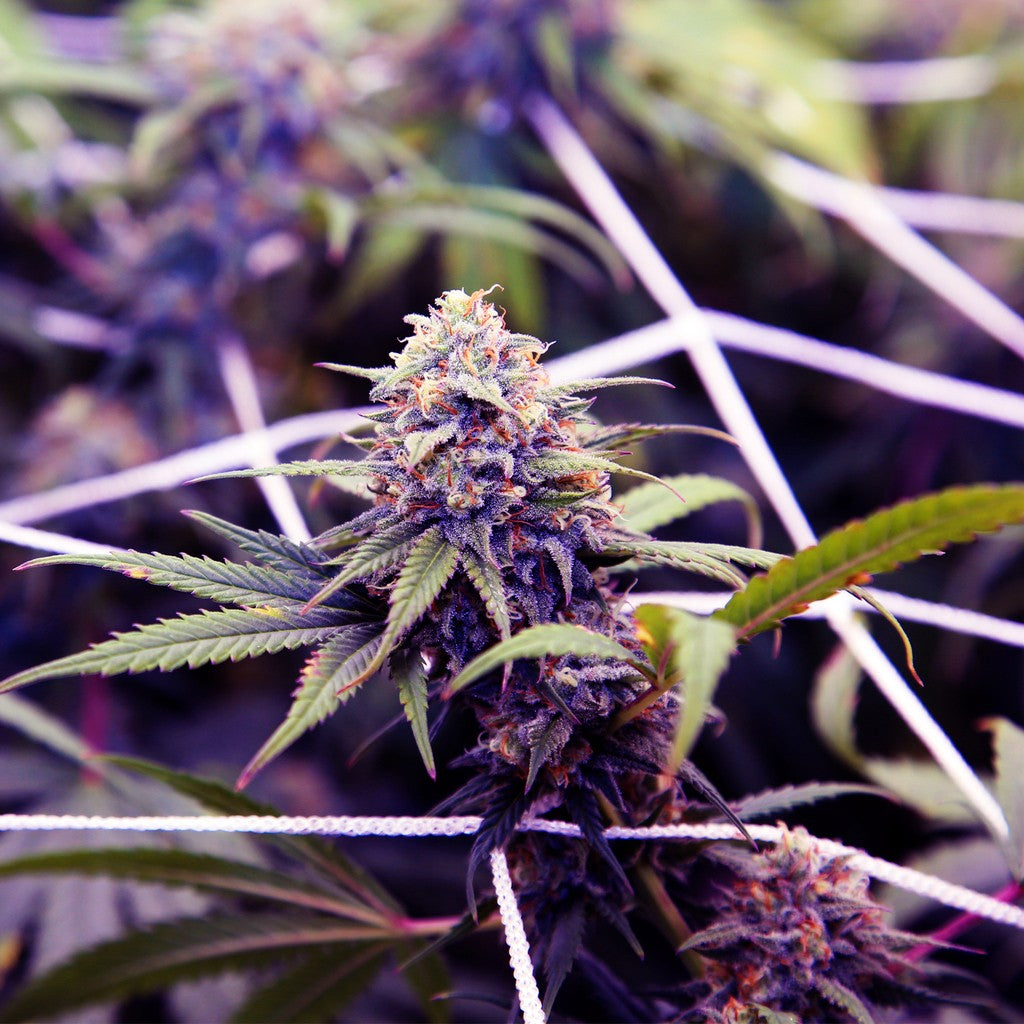 AC Infinity Polyester Plant Trellis