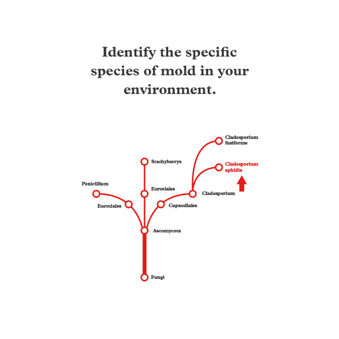 Mold Test Company DIY EPA-36 Mold Contaminants Test Kit - Infographic 2
