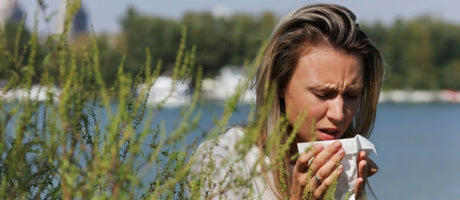 Air Purifiers Help Allergy-Sufferers Breathe Easier During Ragweed Season