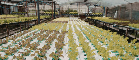 Indoor Grow Light, Tent, and Controller Buying Guide