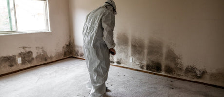 Home Mold Testing Guide: Signs, Tools, and When to Call a Pro
