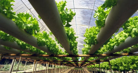 Hydroponics FAQ: Everything You Ever Wanted to Know About Hydroponics