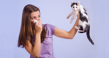 Cat Allergies: What's Fluff and What's Fact