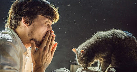 Common Airborne Allergens at Home