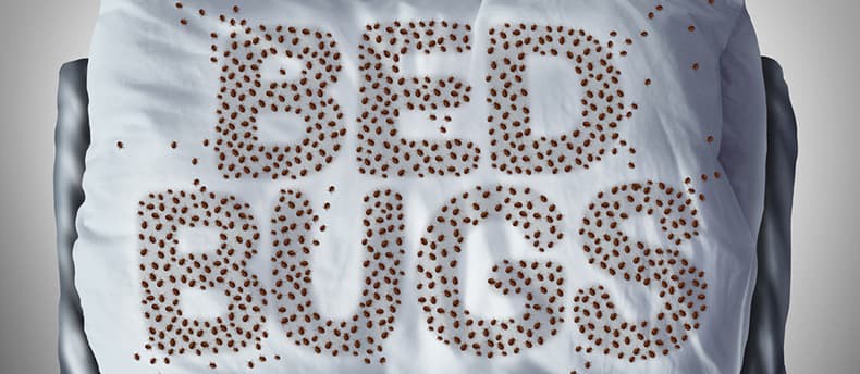 Frequently Asked Question About Fighting Bed Bugs