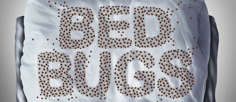 Frequently Asked Question About Fighting Bed Bugs
