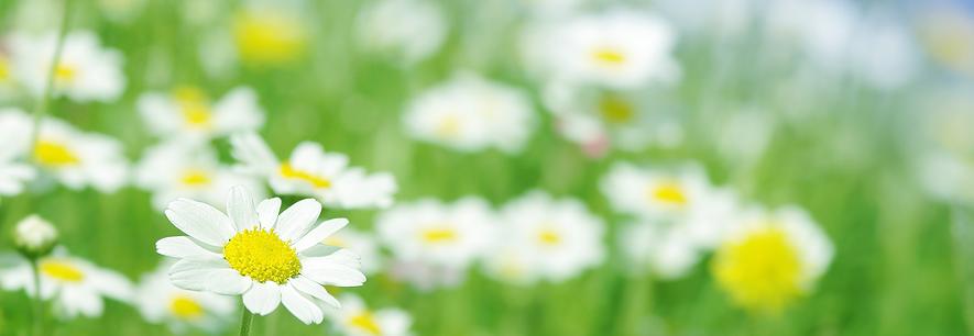 Spring Allergies 2021: A Timeline and Tips to Handle Allergies This Season