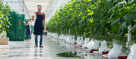 How to Control Temperature and Humidity In Your Indoor Growing Room