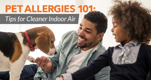 Pet Allergies 101: Tips for Cleaner Indoor Air