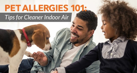 Pet Allergies 101: Tips for Cleaner Indoor Air