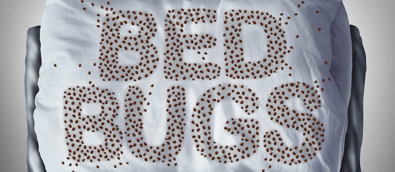 Steam Cleaners Help Eradicate Bed Bugs Safely Without Chemicals