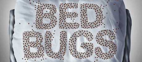 Steam Cleaners Help Eradicate Bed Bugs Safely Without Chemicals