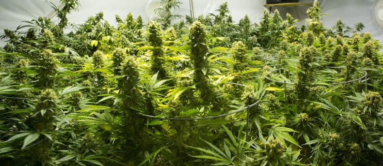 What Are Grow Tents and How Do They Work?