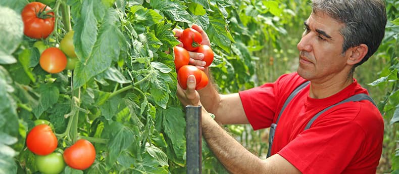 Why Understanding VPD is Important for Indoor Growing