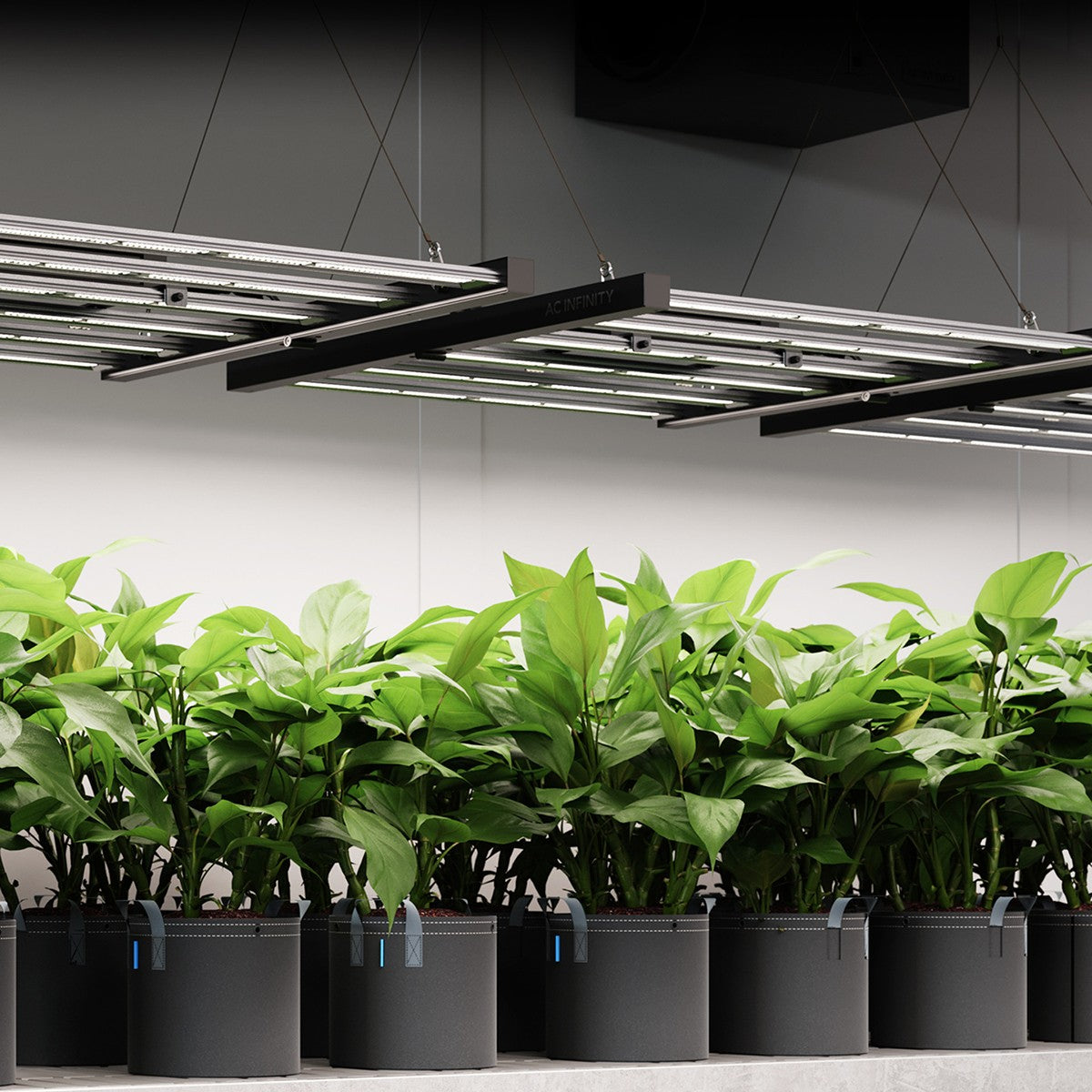 Grow Lights