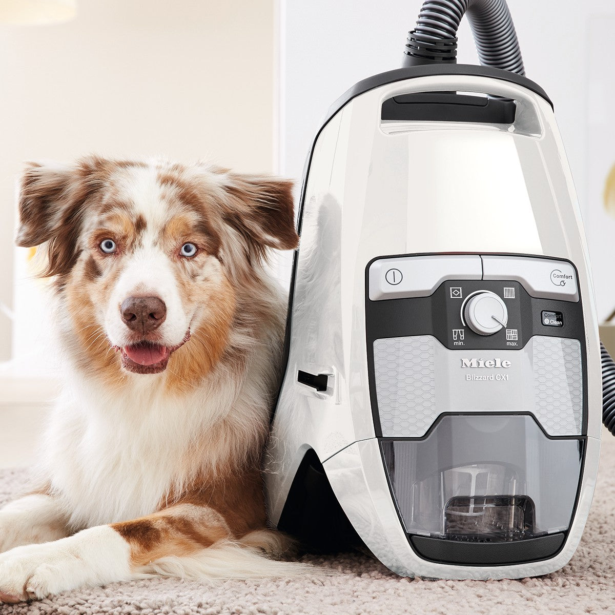 Miele Blizzard CX1 Cat & Dog Canister Vacuum – Sylvane