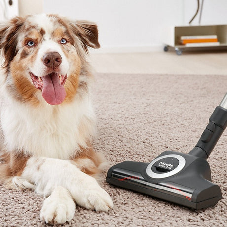 Miele STB-305-3 Turboteq Floorhead - with Dog in Living Room