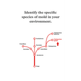 Mold Test Company DIY EPA-36 Mold Contaminants Test Kit - Infographic 2